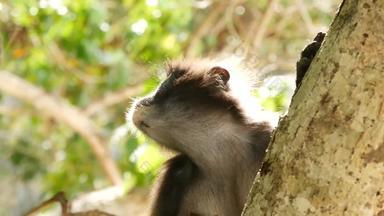 可爱的戴了眼镜的叶长微暗的猴子树分支在绿色叶子这丁字裤国家公园自然栖息地野生动物濒临灭绝的物种动物环境保护概念